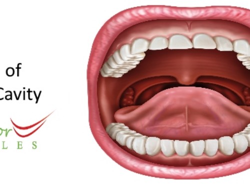 What is meant by Oral Cavity?